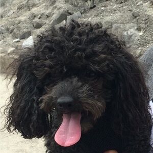 Extra shipping label. Dog NOT included